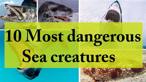 10 Most Dangerous Sea Creatures Youtube