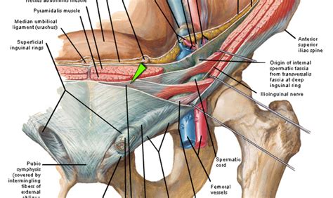 The inguinal canal is a passage in the anterior abdominal wall that transmits structures from the pelvis to the perineum formed by the fetal migration of the gonad from the abdomen into the labioscrotal gross anatomy. Abdominal Wall and Inguinal Canal at New York University ...