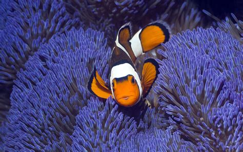 Fond Décran Animaux La Nature Bleu Sous Marin Récif De Corail