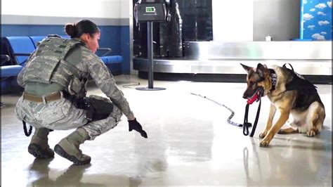 Usaf K9 Training By Security Forces Kadena Afb Youtube