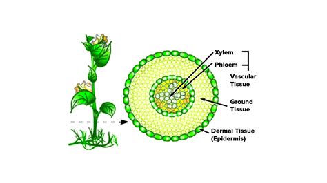 What Are The 3 Types Of Plant Tissue