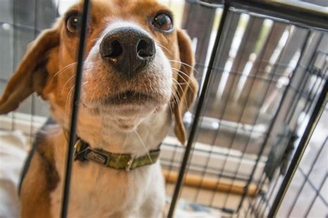The Crate Escape Why Dog Daycare Matters Prairie Peak Kennels