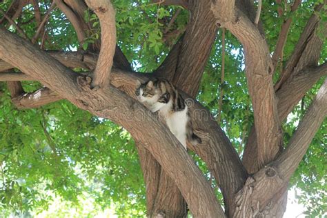 Cat Chasing Prey On A Tree Stock Photo Image Of Concentration 145878238