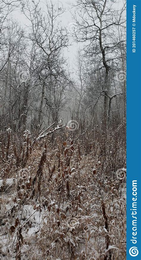 Spooky Winter Forest Scenery Stock Image Image Of Winter Scenery