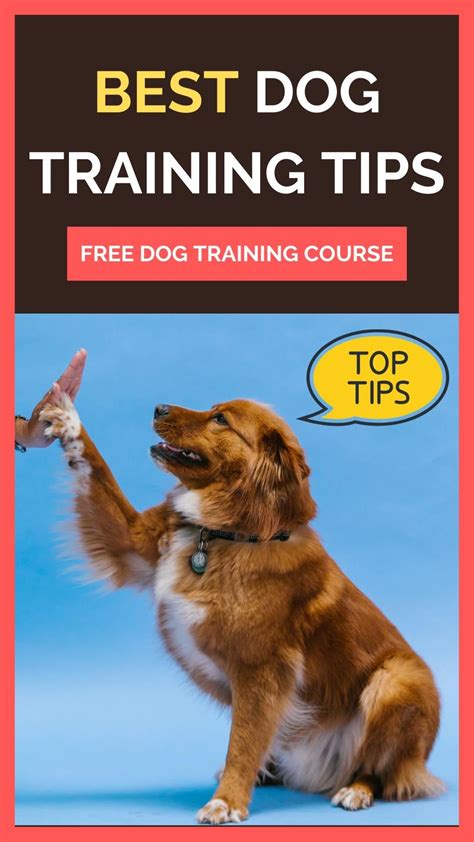 Best Dog Training Tips How To Train Your Dog Easy Fast And Effective