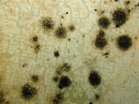 Cladosporium Mold The Worlds Largest Toxic Mold Website