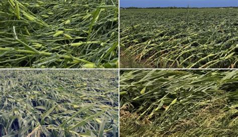 These videos are shot by me and this is a quick edit done on my iphone as i've been without power for 3 days thus far. Extreme derecho destroys US corn crop and grain stores ...