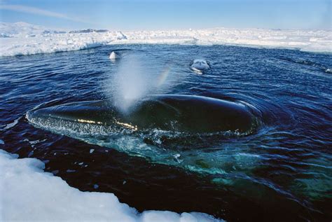 Minke whales are members of the baleen whale family and are the smallest of the great whales or rorquals. minke-whale-feeding-01_82570_990x742 - Carmen Rivero Colina