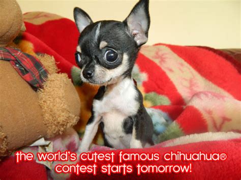 Omg The 2016 Worlds Cutest Famous Chihuahua Contest Starts Tomorrow