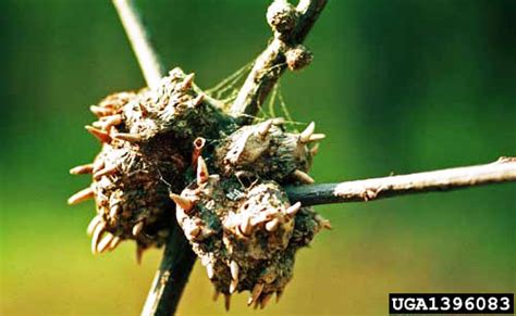 I Have Growths On The Stems Of My Oak Trees Are These Killing My Trees
