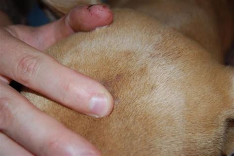 Small Bumps On The Head Help Pitbulls Go Pitbull Dog Forums