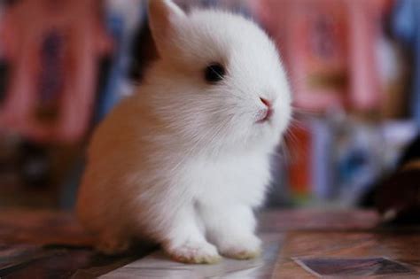 Cute White Bunny Teh Cute