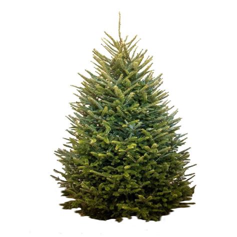 55 7 Ft Freshly Cut Live Abies Fraser Fir Christmas Tree 836870 The