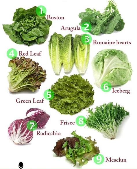Most Common Types Of Lettuce Yum Types Of Lettuce Fruit Nutrition