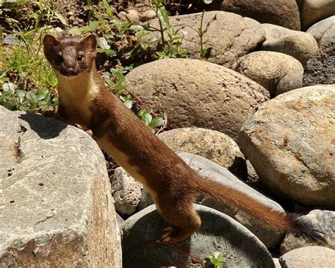 Image Result For Long Tailed Weasel Deadly Animals Mammals Animals