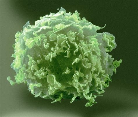 Monocyte White Blood Cell Photograph By Nibsc Fine Art America