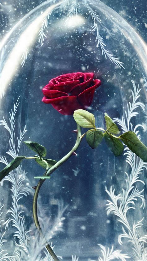 Beauty And The Beast Rose Wallpapers - Top Free Beauty And The Beast