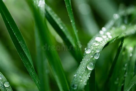 Close Up Water Drops After Rain On Green Grass Soft Focus Macrography