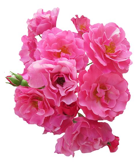 Bunch Pink Rose Flower Png Image Rose Flower Png Flower Png Images
