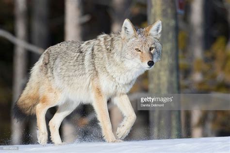 The Coyote Is A Canid Native To North America And Central America