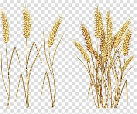 Wheat Illustration Common Wheat Cereal Ear Wheat Transparent