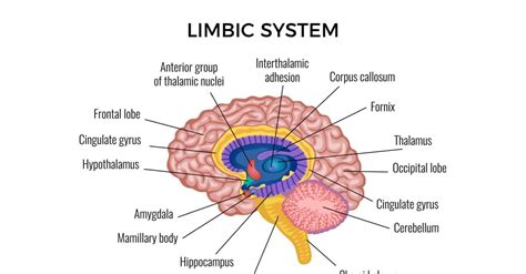 Anatomy Brain Limbic System Infographics 201100304 Vector Illustration