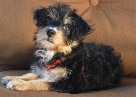 yorkie poo guide breed temperament health canna pet