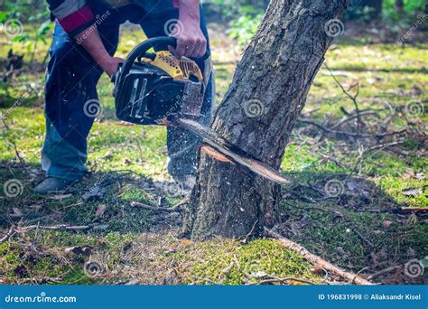 The Pine Tree Starts To Fall While Cutting With A Chainsaw Cutting