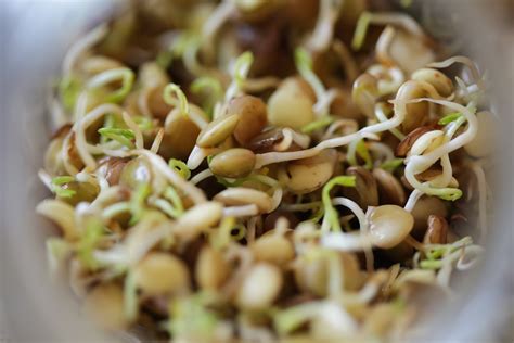 the farmgirl diaries: Sprouting Lentils for your Chickens
