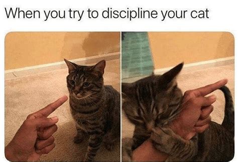 32 Cat Memes To Ensure You Have A Fabulous Caturday Cat Memes Animal