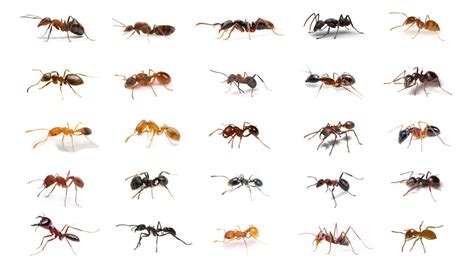 🐜 25 Types Of Ant Ant Species Ant Antspecies Youtube