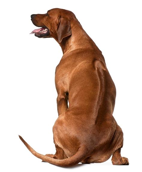 Rhodesian Ridgeback Dog Breed Information Pictures And More