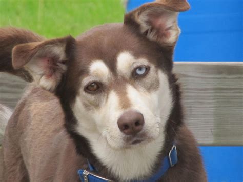 What You Need To Know Before Getting A Husky Lab Mix Animalso