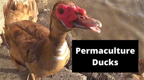 Why Are Muscovy The Best Ducks For Permaculture Systems And Gardens