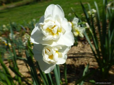 Narcis Narcissus Cheerfulness Květy Květenství Zahrada