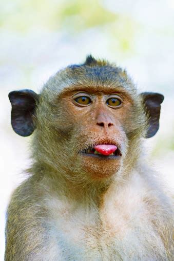Monkey Sticking Out Tongue Stock Photo Download Image Now Istock