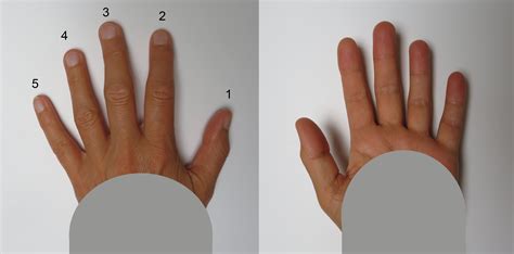 File Human Fingers Both Sides Wikimedia Commons