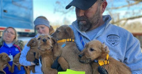 42 Dogs Puppies Rescued By Humane Society From One Of The Worst