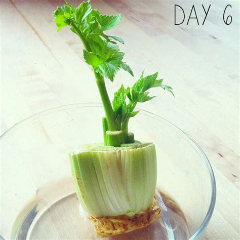 How To Regrow Celery At Home The Colorful Kitchen