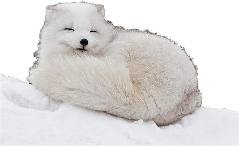 Snow Arctic Fox Png Image Png Mart