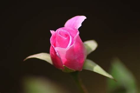 Rose Pink Bud · Free Stock Photo