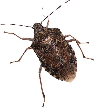 Stink bugs are a real pest when they stink up the place. Summer Pest Control Tips to Keep Bugs Away | Dominion Pest ...