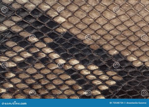 Genuine Snakeskin Leather Texture Background Closeup Photo Stock