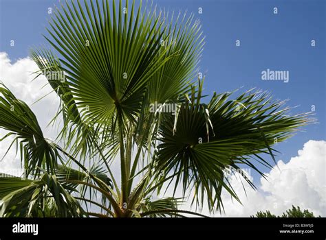 Palm Trees Sabal Palmetto Florida Stock Photo Alamy