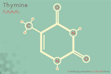 Thymine Definition Facts And Functions