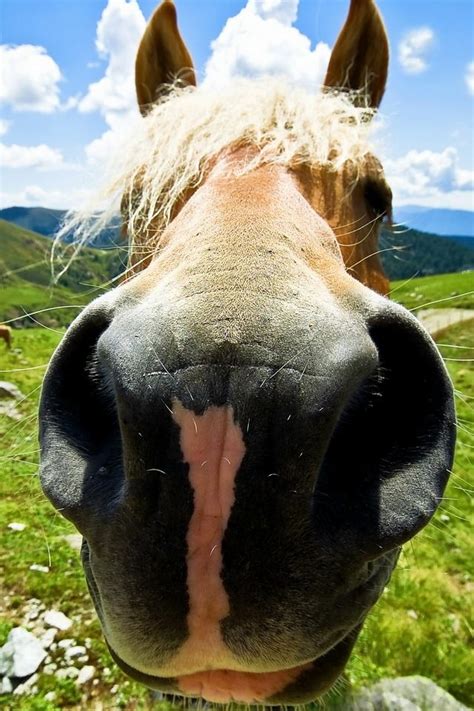 17 Best Images About Horse Noses On Pinterest Smiley
