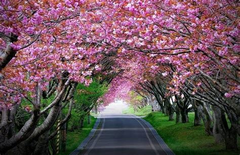 Witness Cherry Blossom Festival In Shillong India — World Ghoomo