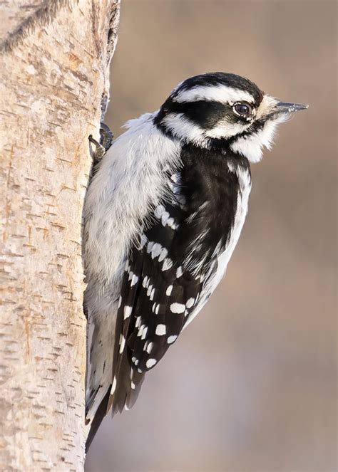 Downy Woodpecker Photograph By Jim Hughes Fine Art America