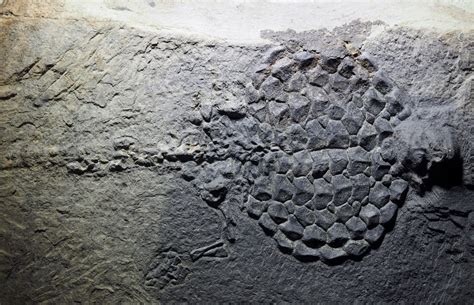 Very Rare Placodus Fossil Fossil Id The Fossil Forum