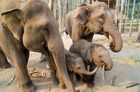 5 Amazing Elephant Sanctuaries in Asia for Visiting & Volunteering